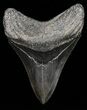 Serrated, Megalodon Tooth - Nice Tip! #55679-1